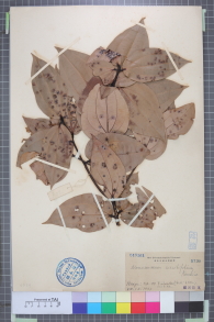 Specimen thumbnail